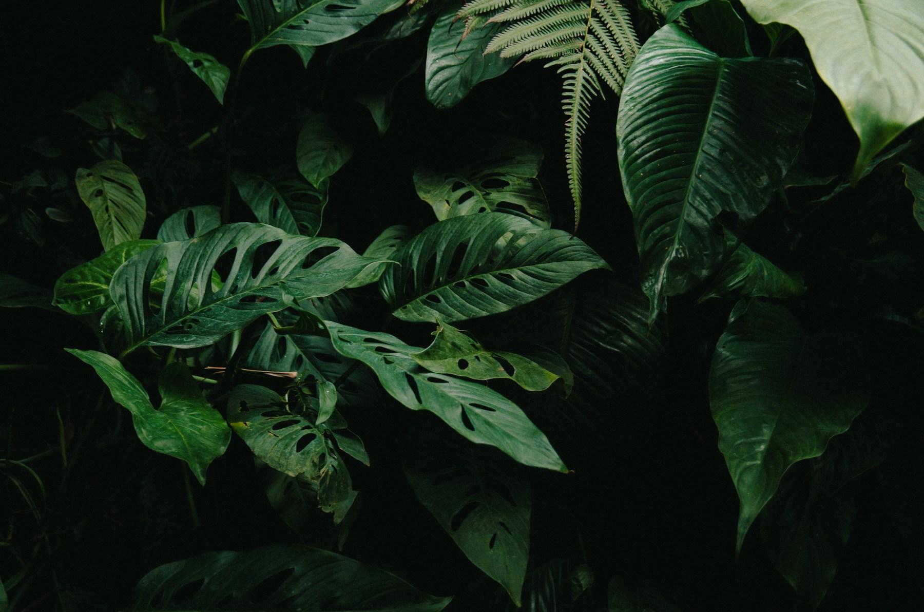 A cinematic close-up of layered green tropical leaves